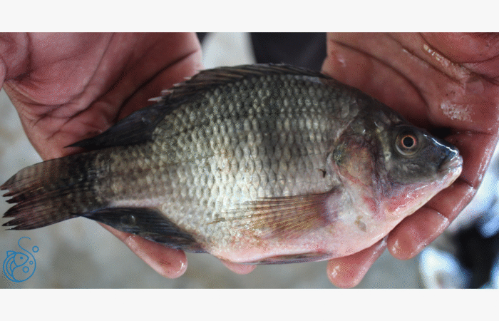 Tilapia fish symbolizing sustainable aquaculture in Africa and blue economy investment.