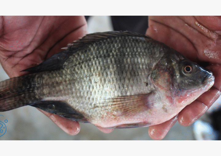 Tilapia fish symbolizing sustainable aquaculture in Africa and blue economy investment.
