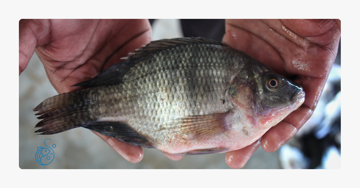 Tilapia fish symbolizing sustainable aquaculture in Africa and blue economy investment.
