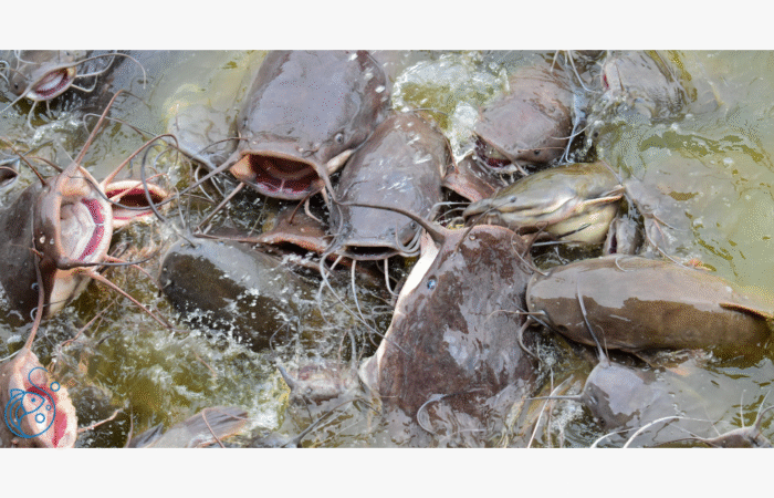 Catfish farms representing aquaculture in Ghana and blue-economy investment.