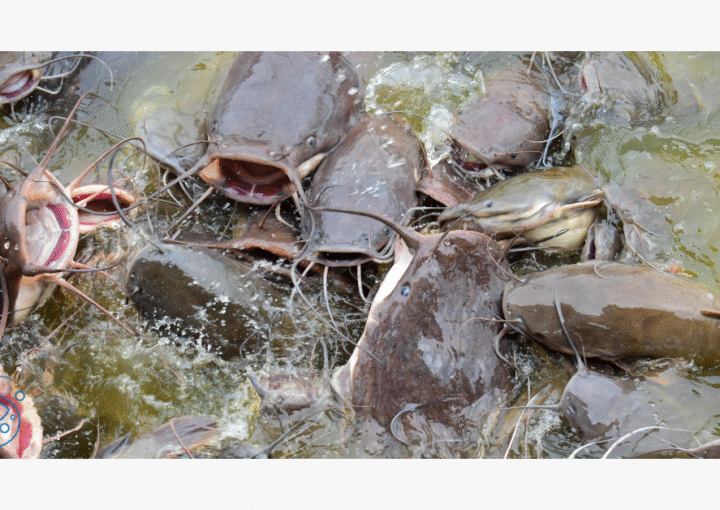 Catfish farms representing aquaculture in Ghana and blue-economy investment.