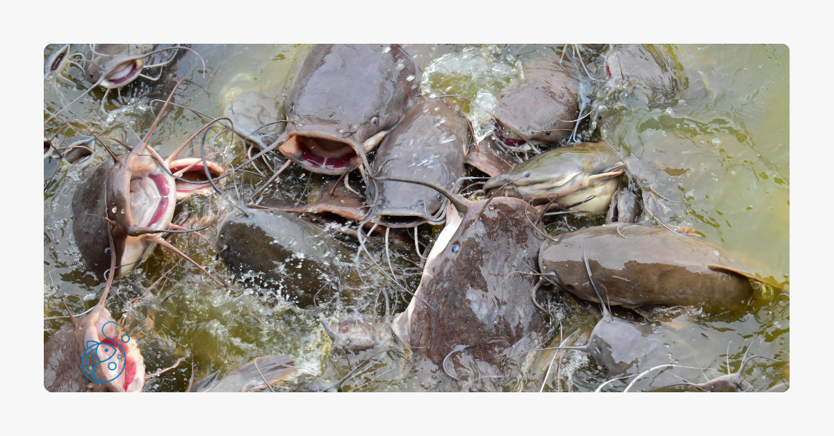 Catfish farms representing aquaculture in Ghana and blue-economy investment.